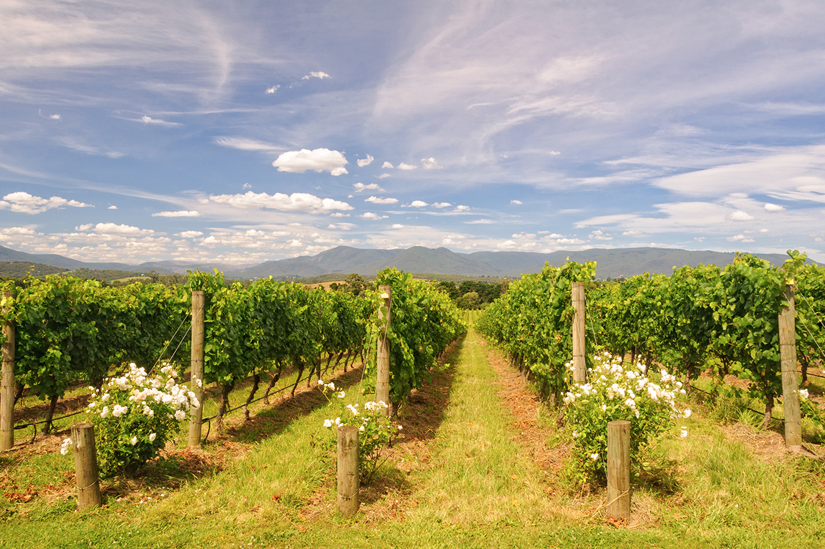 Yarra Valley Wine Region